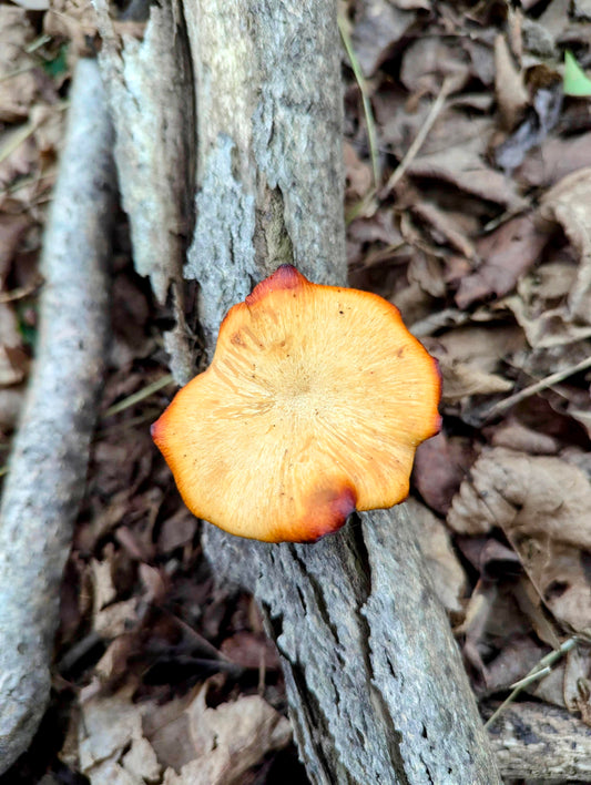 Elegant Polypore Cerioporus varius