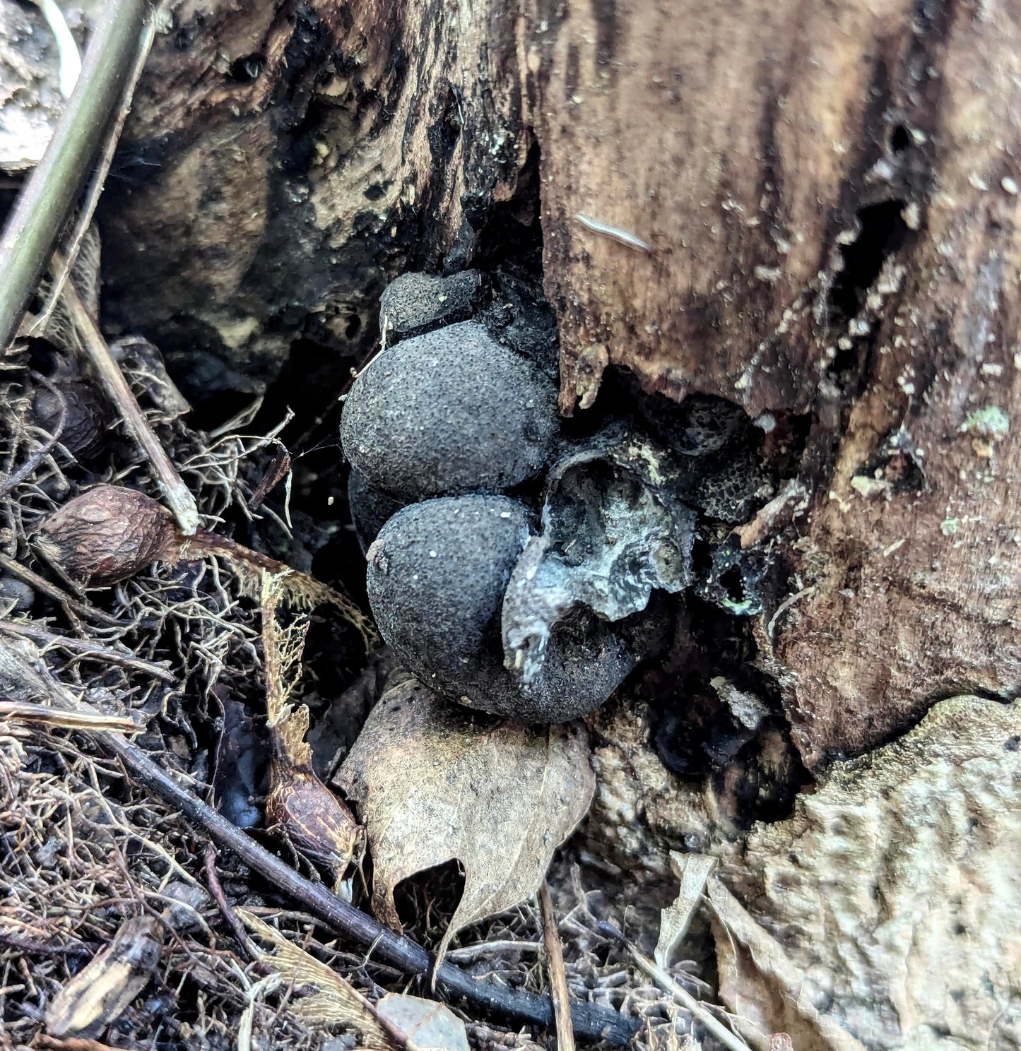 Dead Man's Fingers Xylaria polymorpha