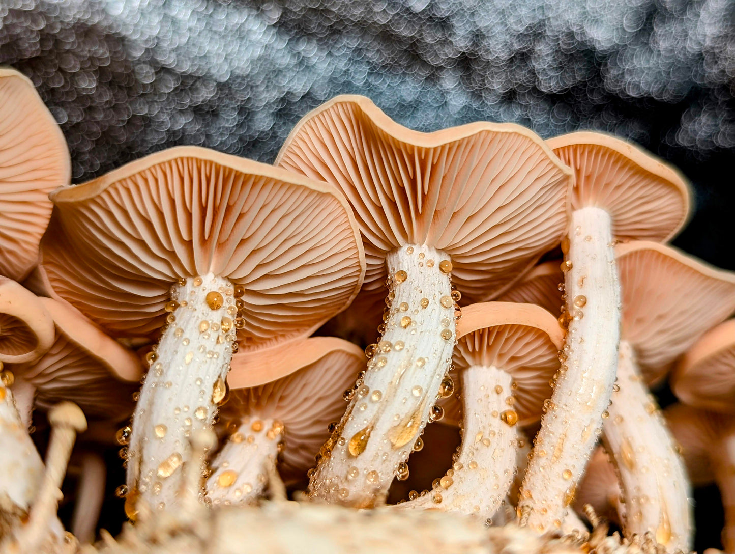 Wrinkled Peach Mushroom Rhodotus palmatus