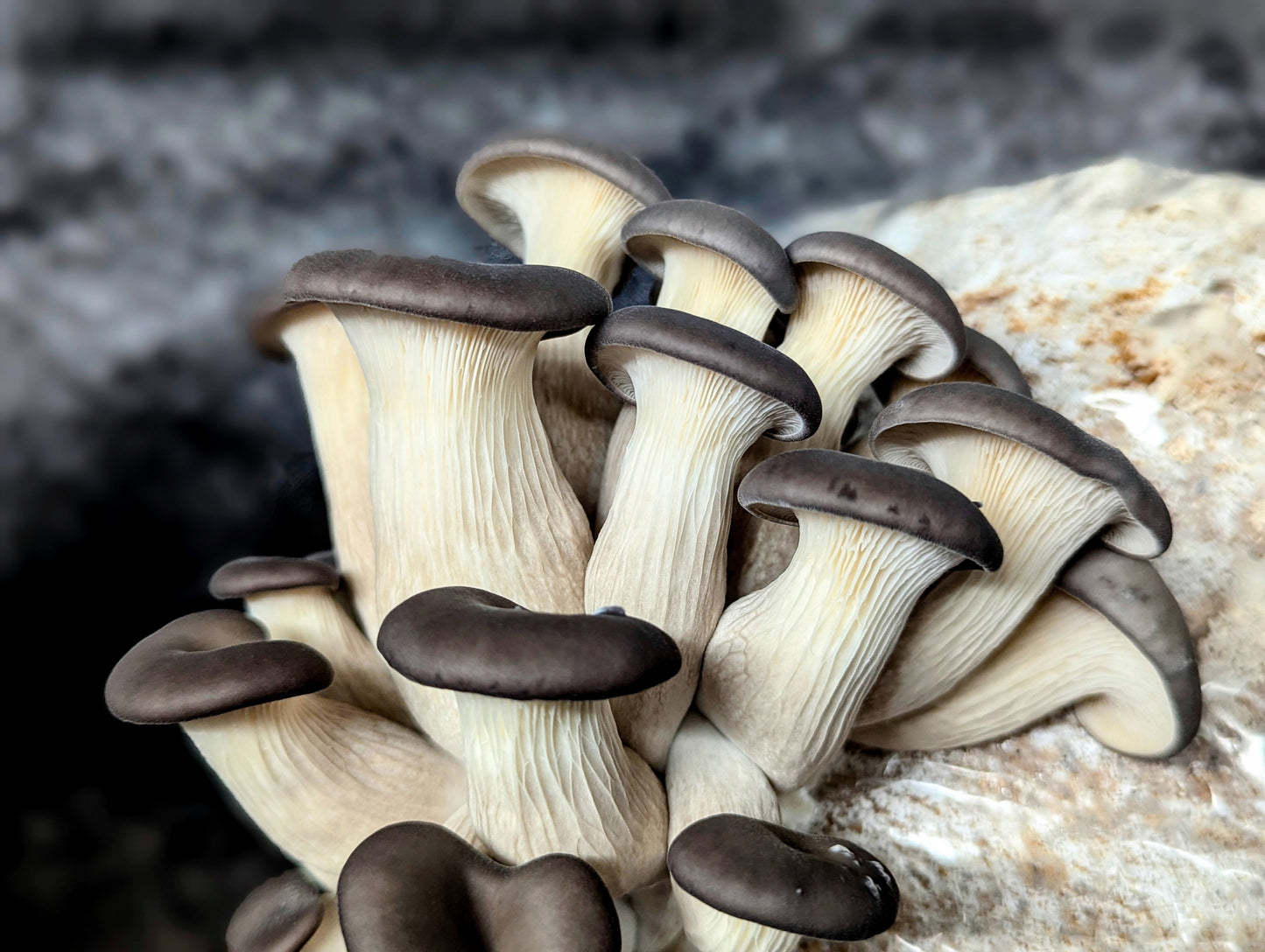 Black Oyster Mushroom Pleurotus ostreatus