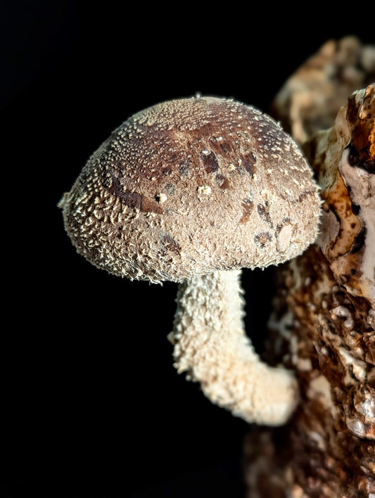 Shiitake WW2323 Lentinula edodes