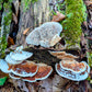 Oak Mazegill Fomitopsis quercina