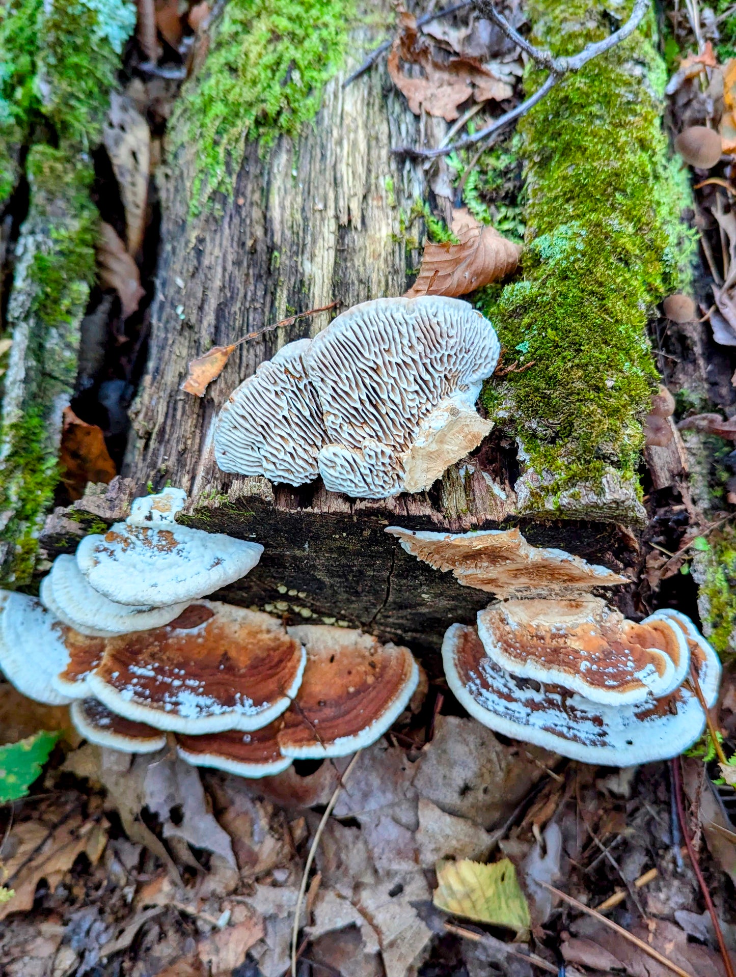 Oak Mazegill Fomitopsis quercina