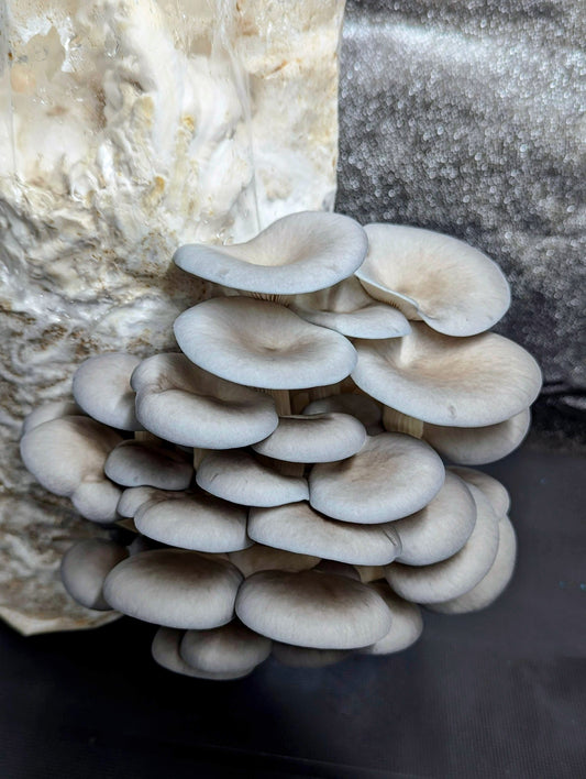 Blue Wonder™ Blue Oyster Mushroom Pleurotus columbinus