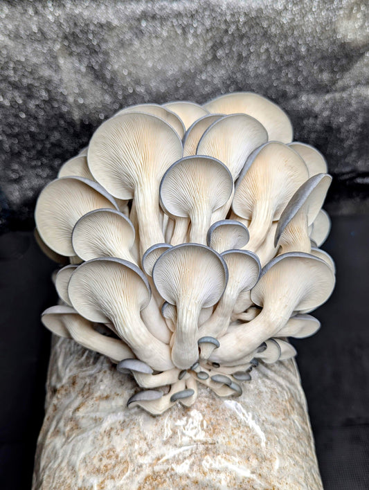 Blue Wonder™ Blue Oyster Mushroom Pleurotus columbinus