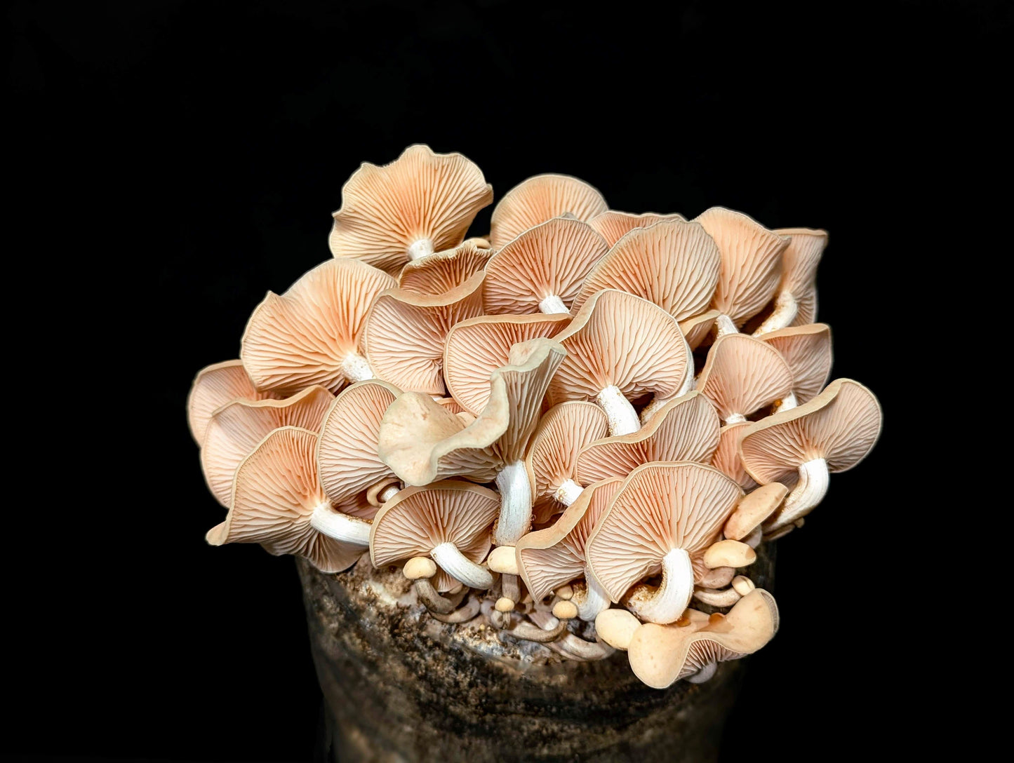 Wrinkled Peach Mushroom Rhodotus palmatus