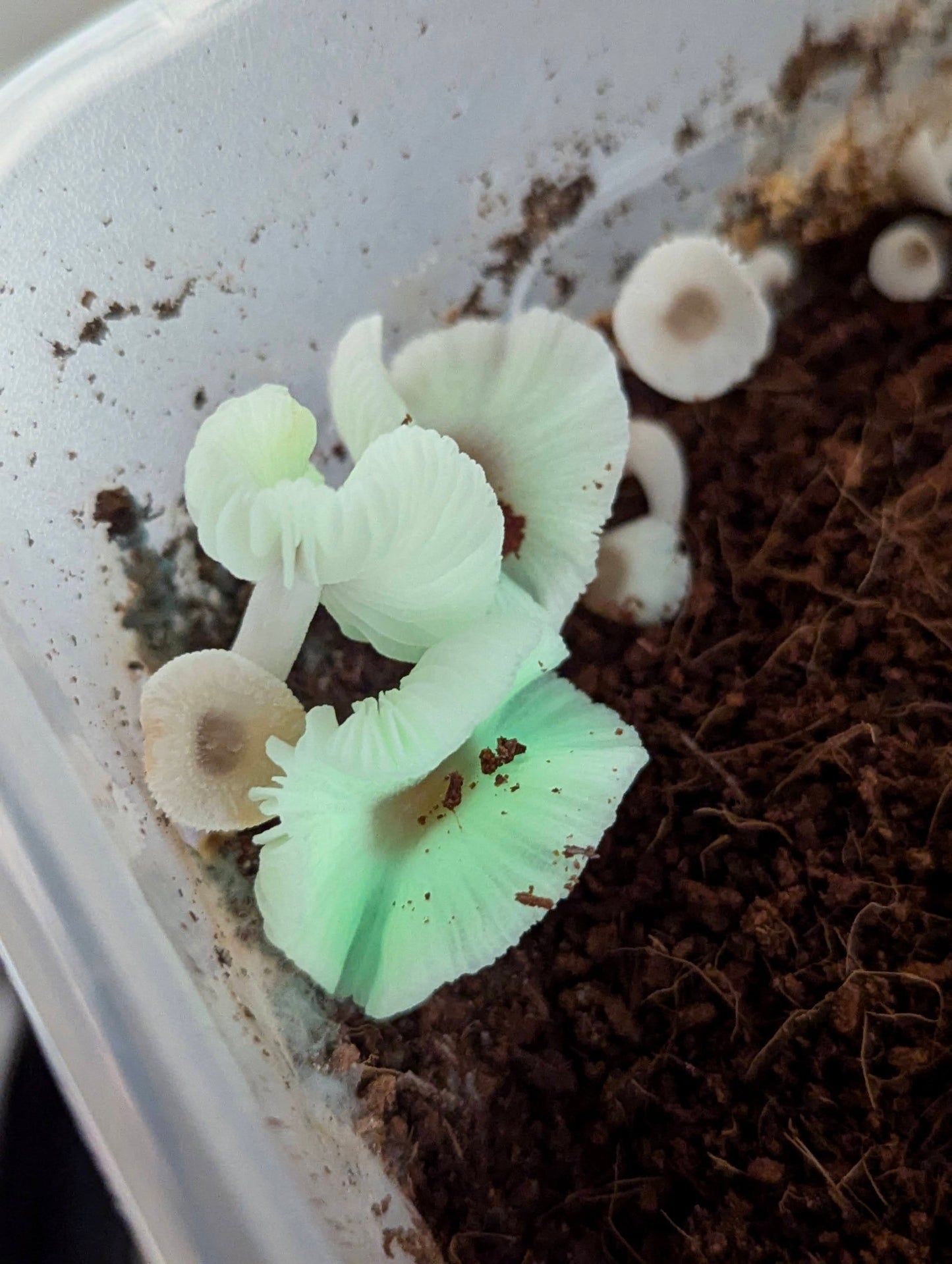 Mycena chlorophos Green Pepe bioluminescent mushroom species