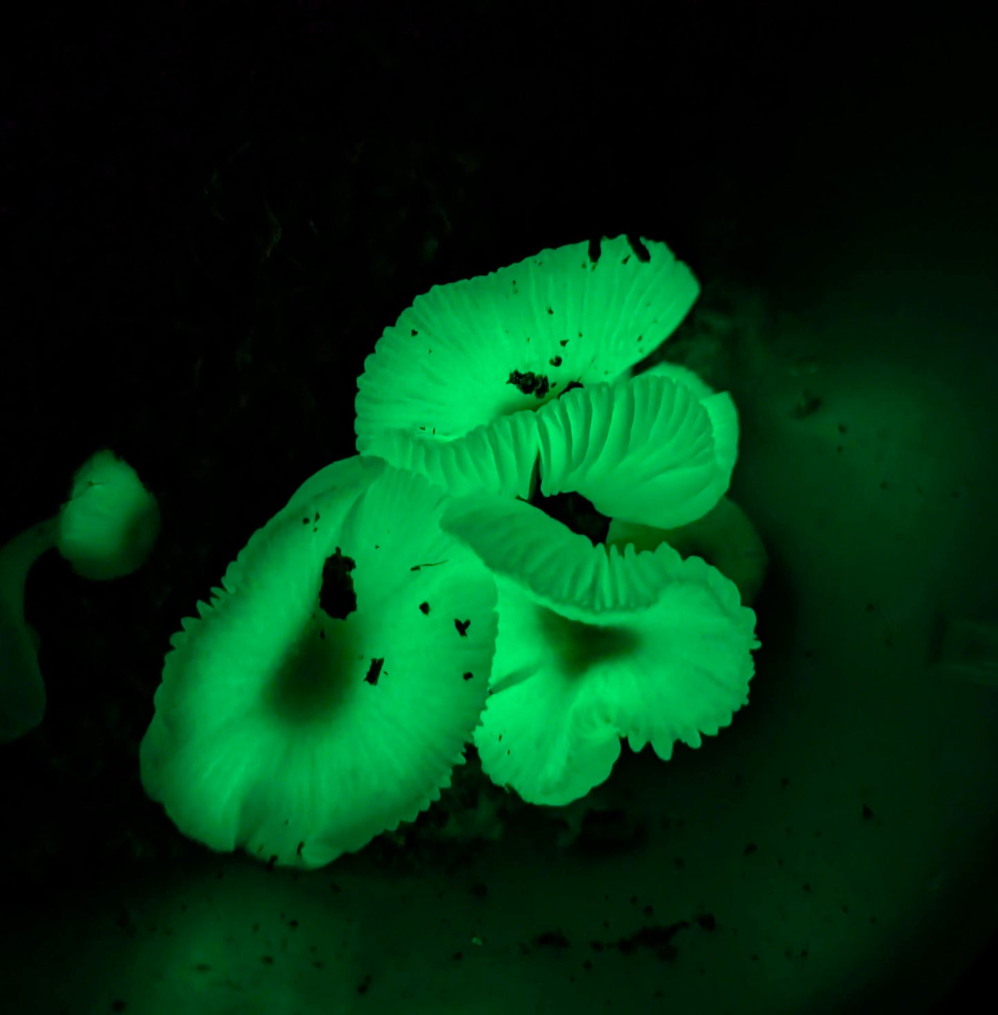 Mycena chlorophos Green Pepe bioluminescent mushroom species