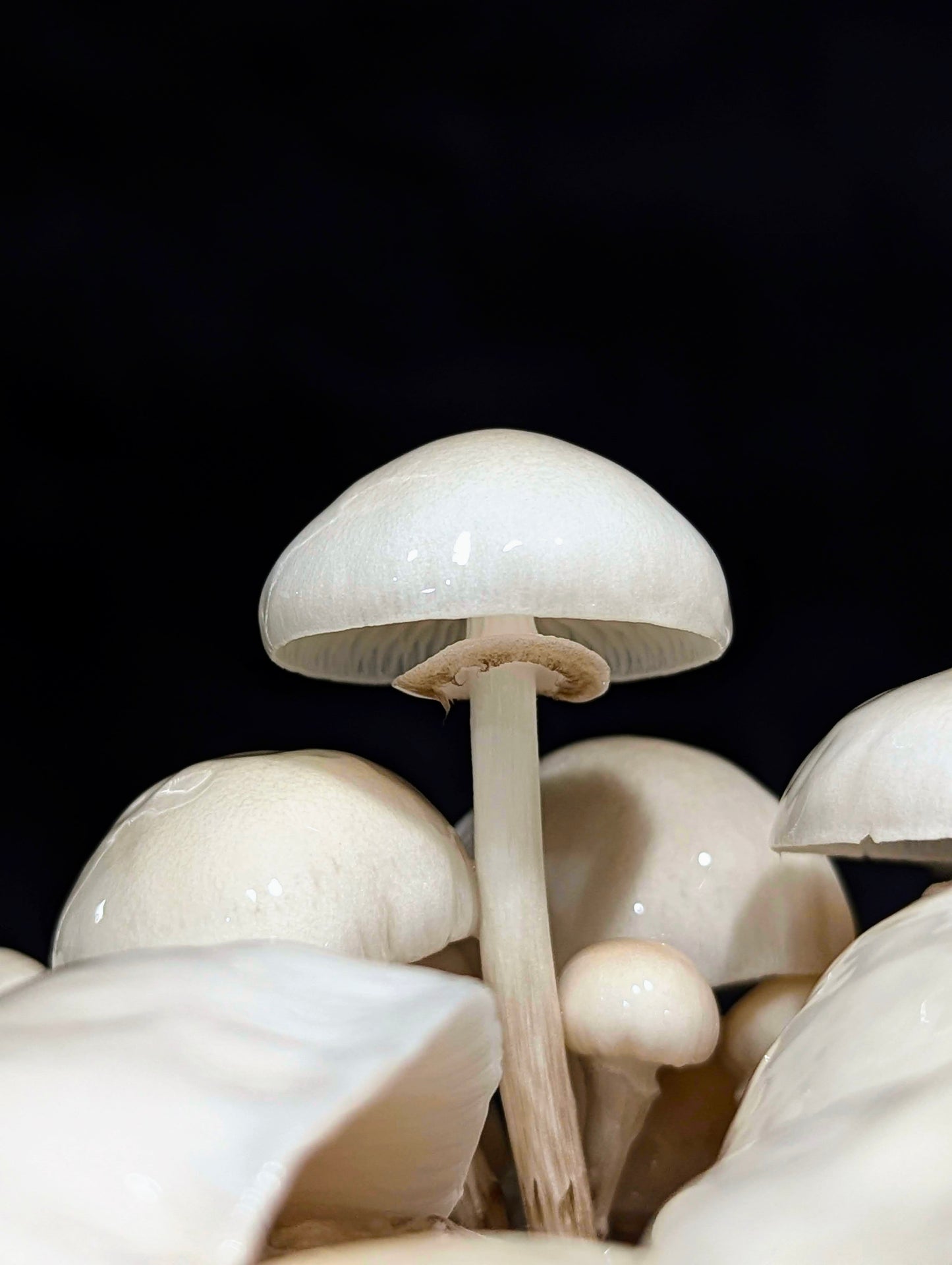 Porcelain Mushroom Oudemansiella mucida