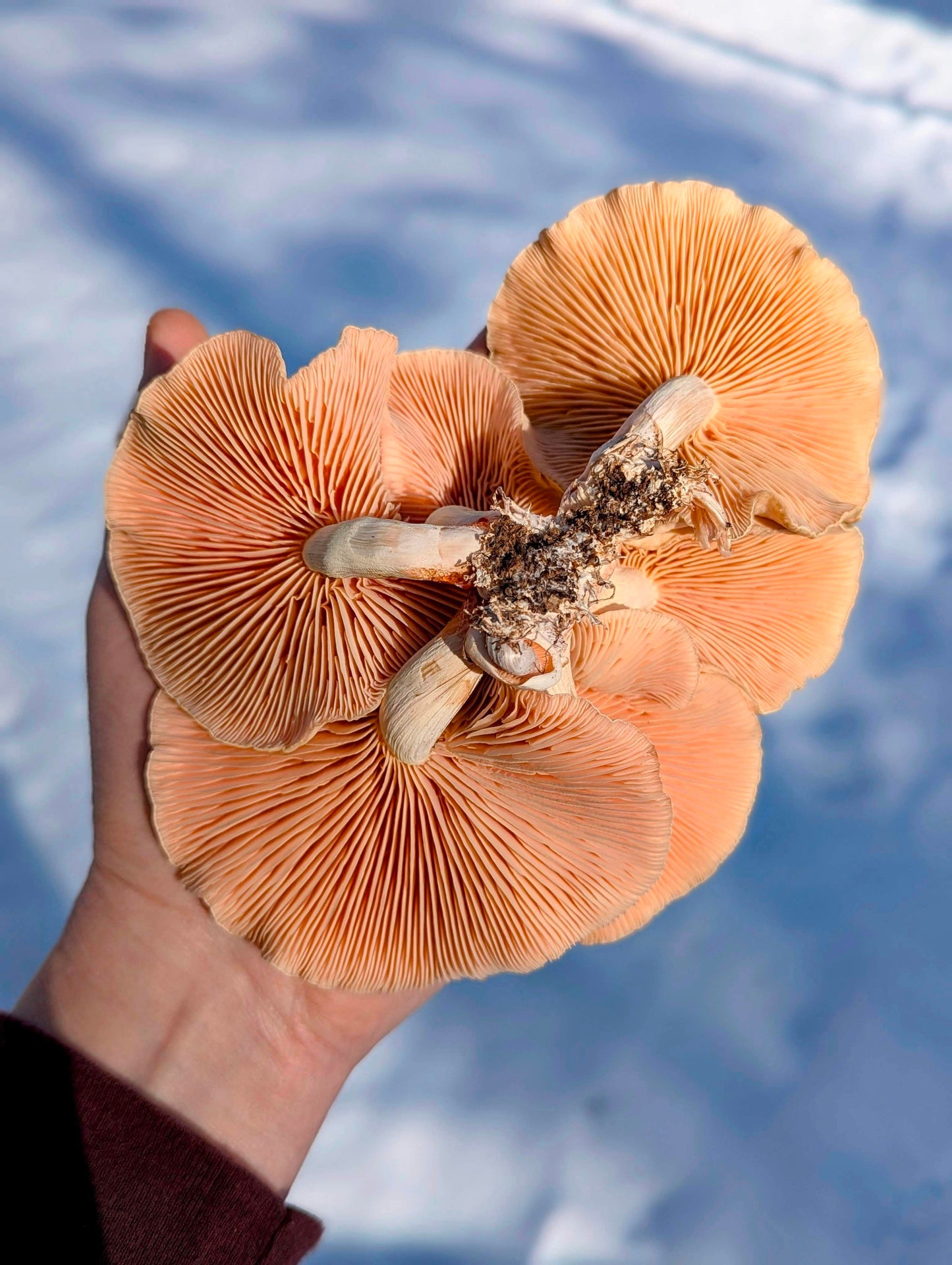 Wrinkled Peach Mushroom Rhodotus palmatus