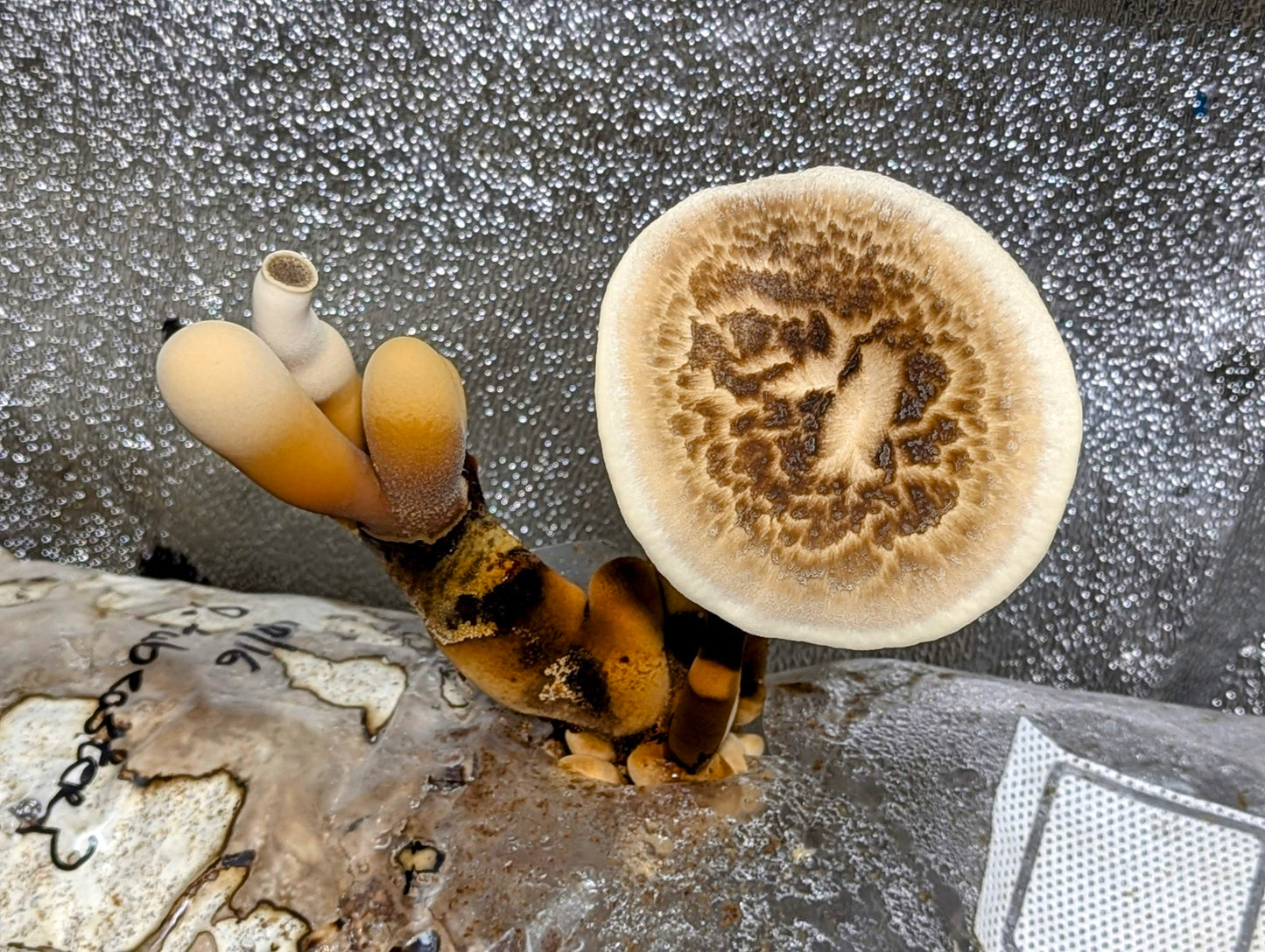 Tuberous Polypore Polyporus tuberaster