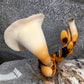 Tuberous Polypore Polyporus tuberaster