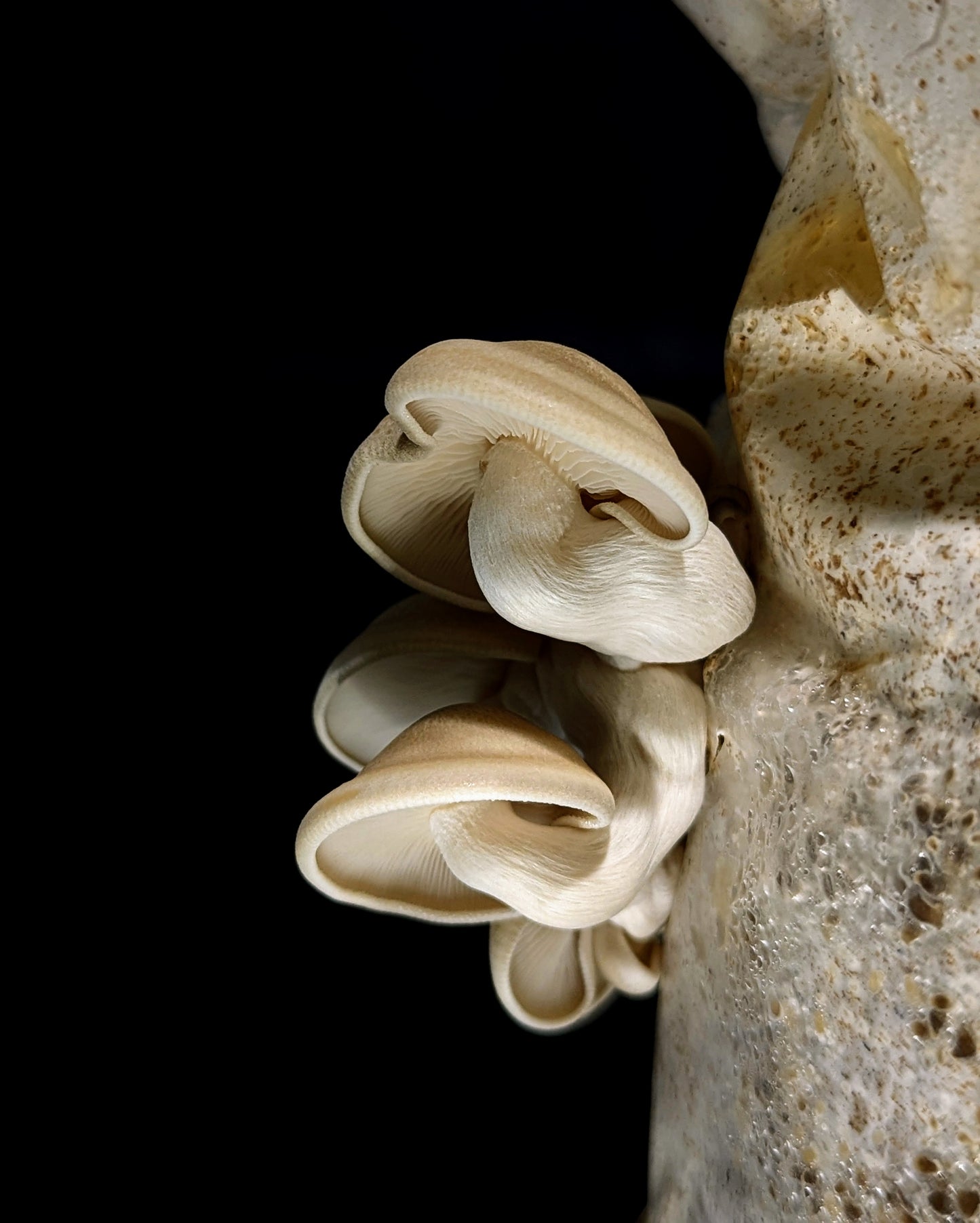 White Elm Leech Mushroom Hypsizygus ulmarius