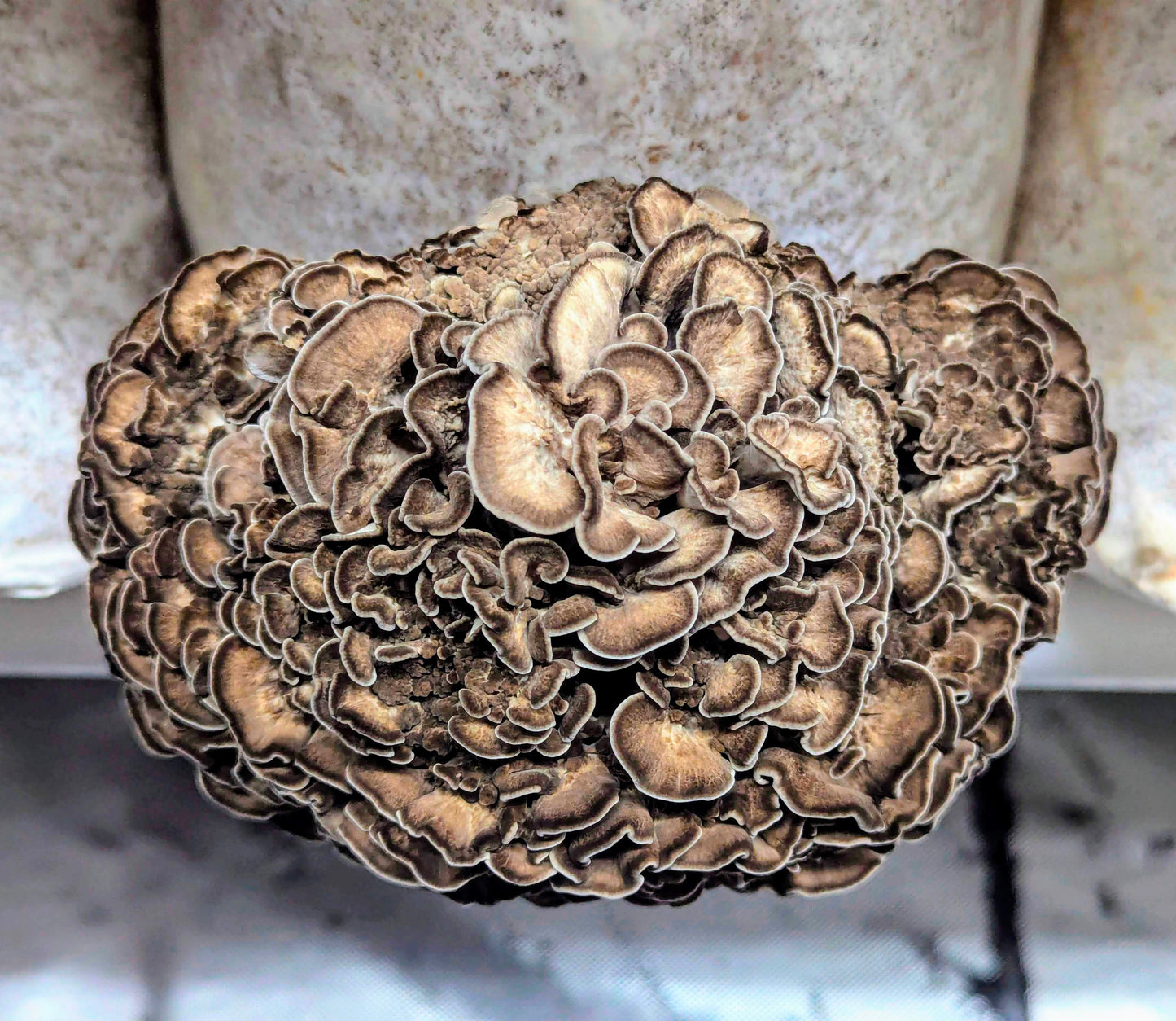 Fresh Cultivated Maitake Mushrooms