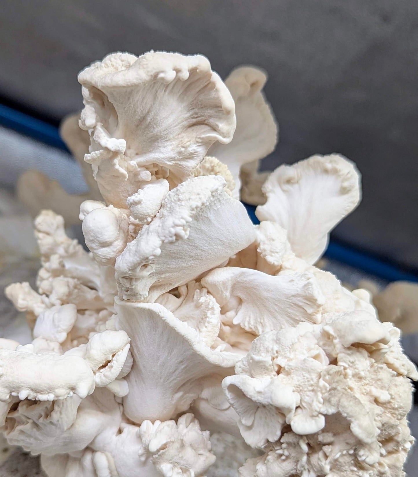 Albino Maitake Grifola frondosa