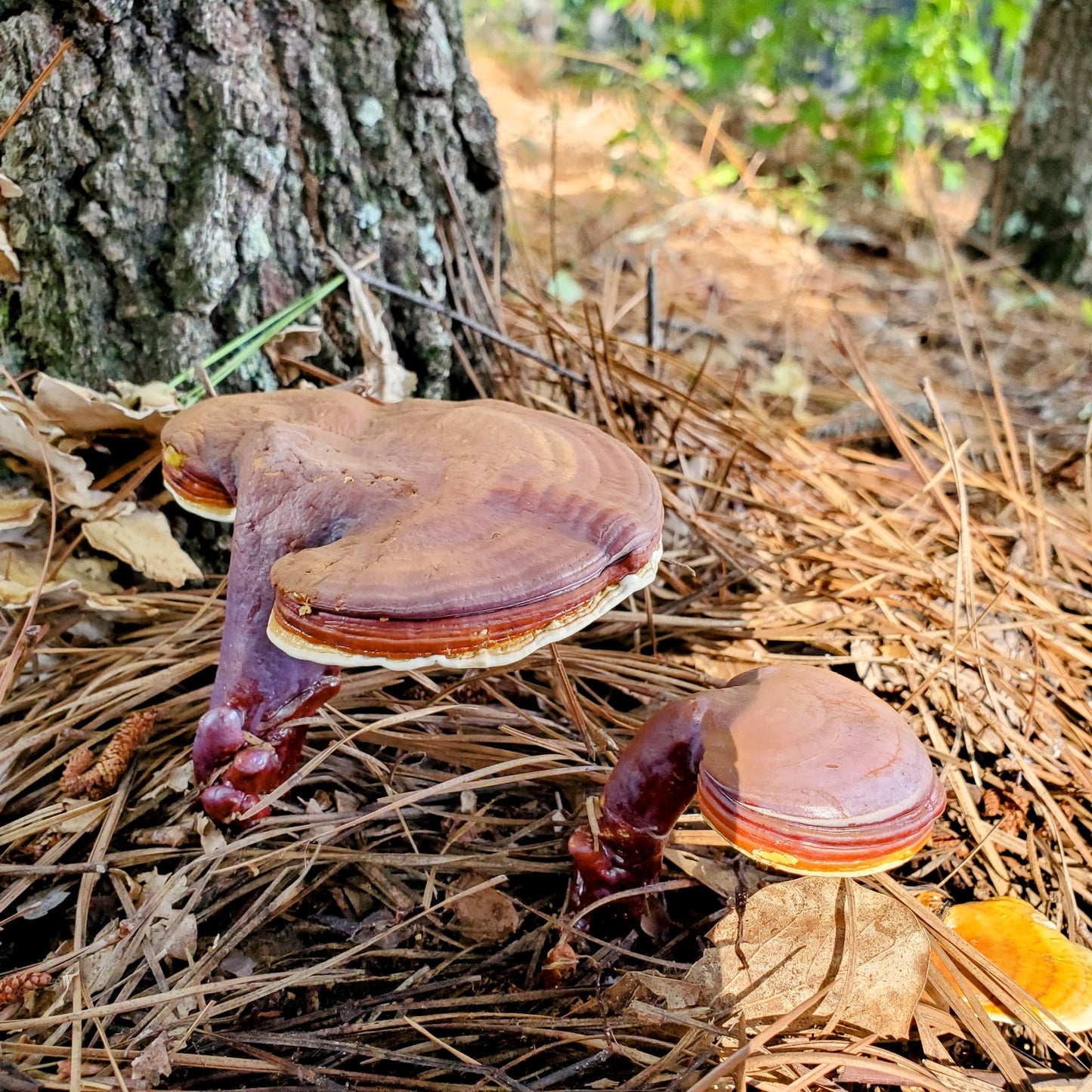 Ganoderma meredithiae