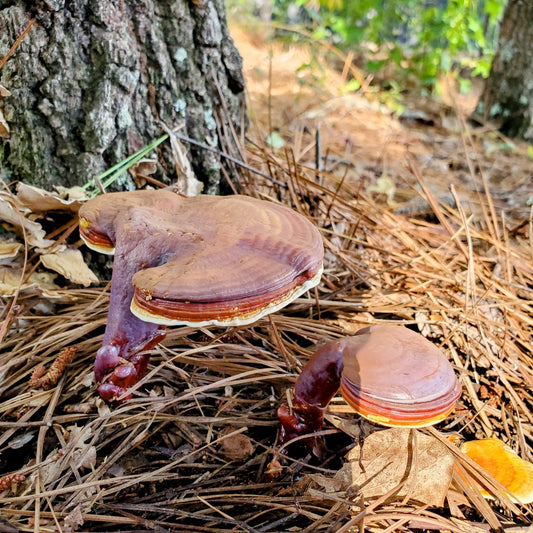 Ganoderma meredithiae