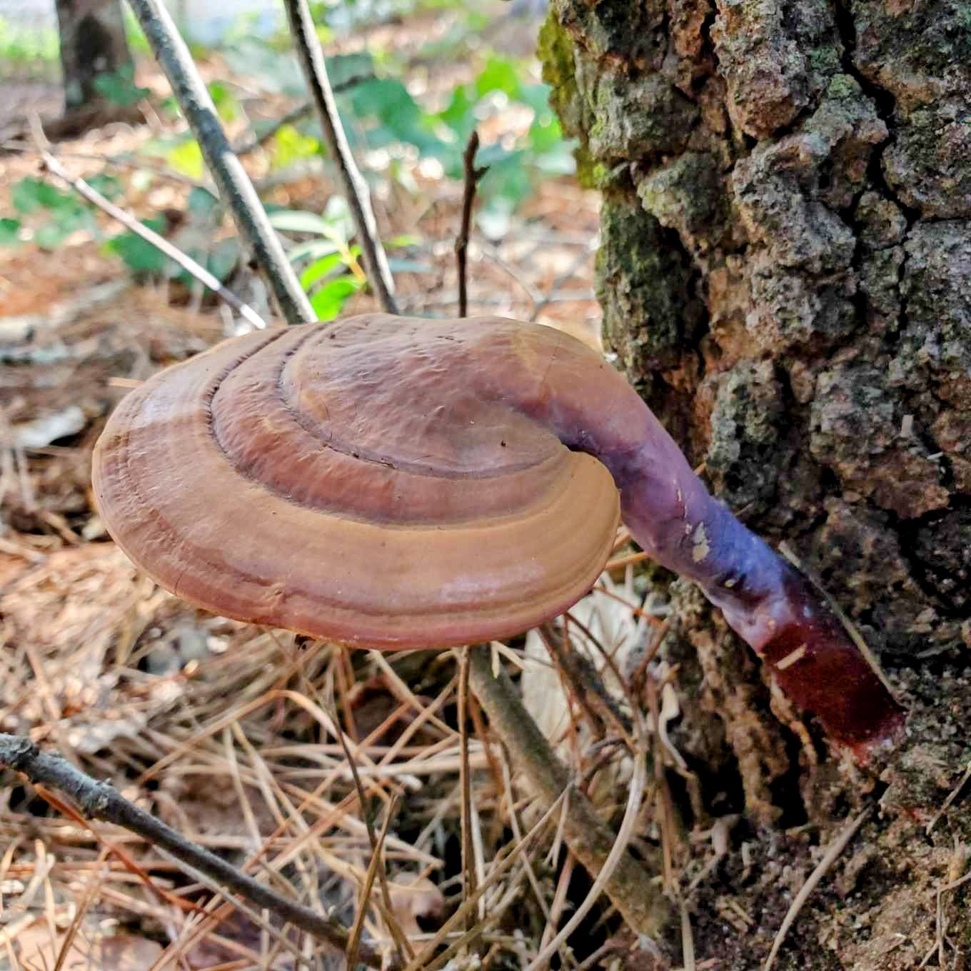 Ganoderma meredithiae