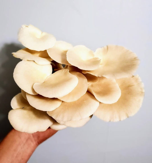 Florida Oyster Pleurotus ostreatus var. florida