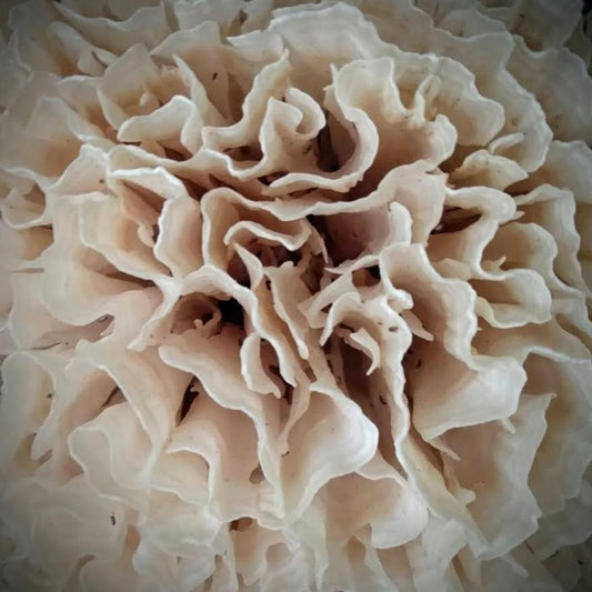 Cauliflower Mushroom Sparassis crispa