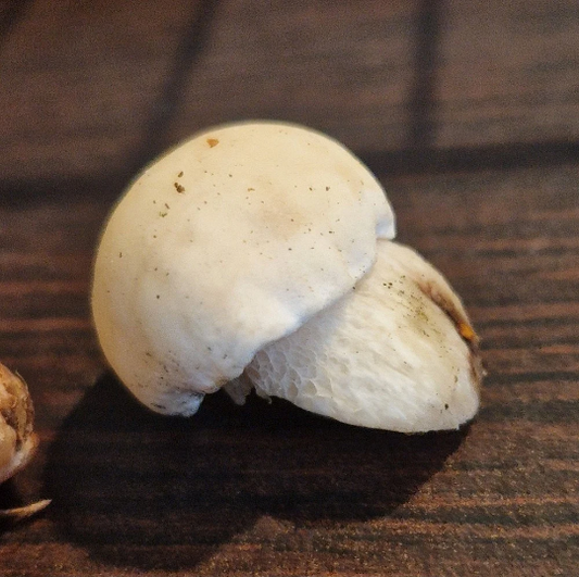 White Albino Porcini Boletus edulis var. albus