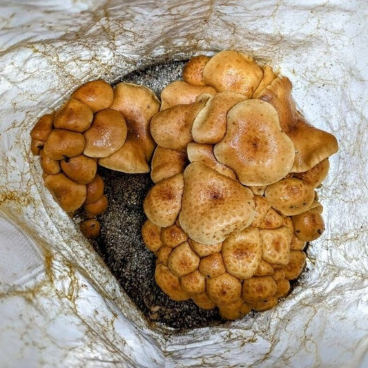 Nameko Mushroom Pholiota microspora