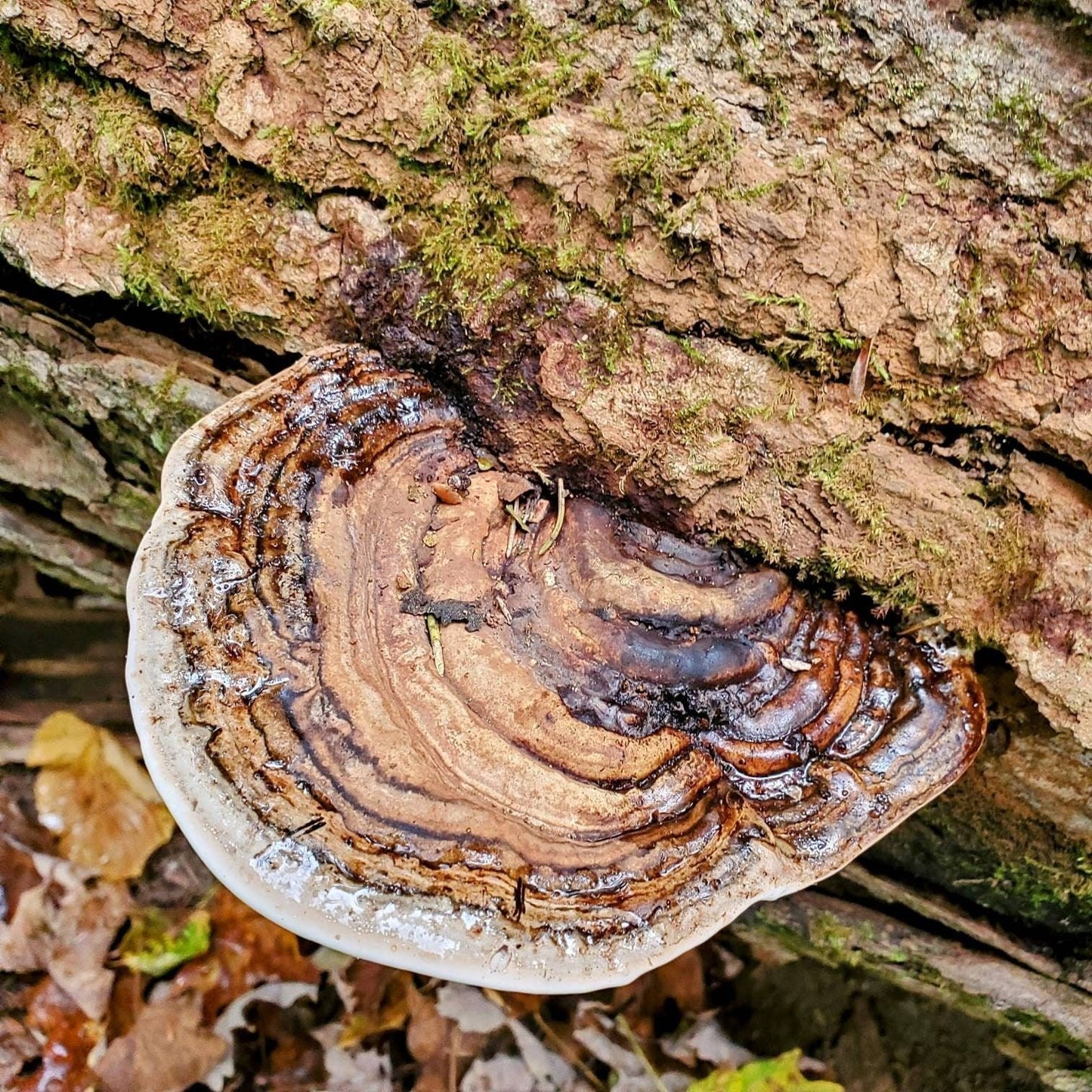 Ganoderma applanatum Artist Conk