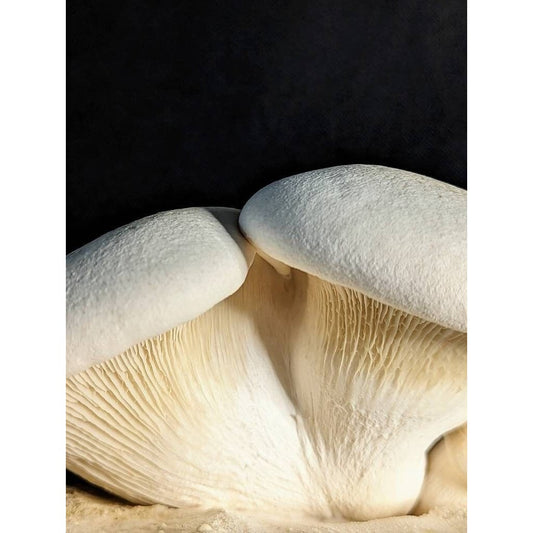 Abalone Mushroom White Abalone Pleurotus nebrodensis