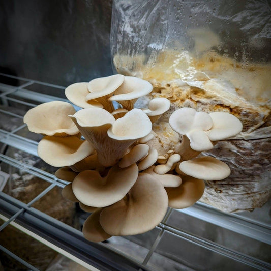 Elm Oyster Mushroom Pleurotus ulmarius