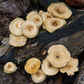 Fringed Sawgill Mushroom Lentinus crinitus