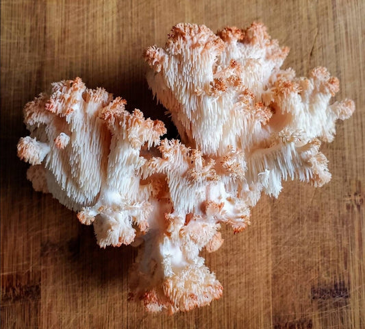 Branching Bears Head™ Mushroom Hericium americanum