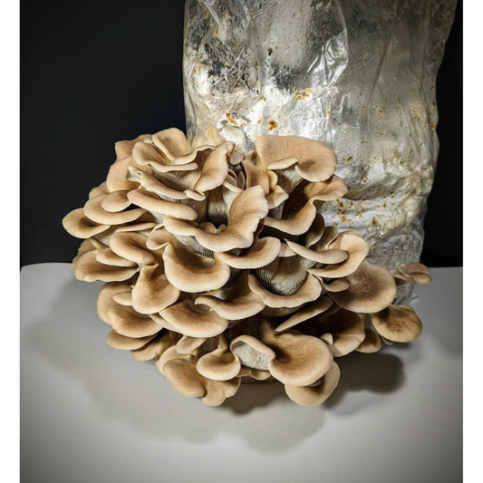 Tarragon Oyster Mushroom Pleurotus eunosmus