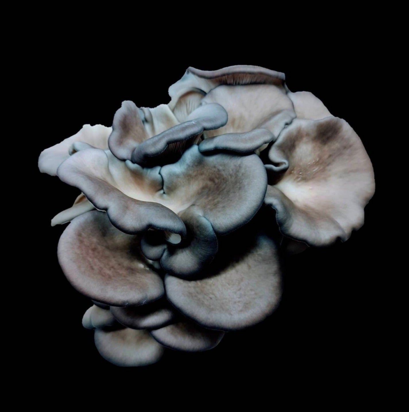 Blue Oyster Mushroom Pleurotus columbinus