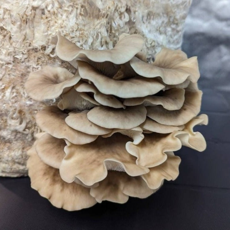 Korean Oyster Mushroom Pleurotus spodoleucus