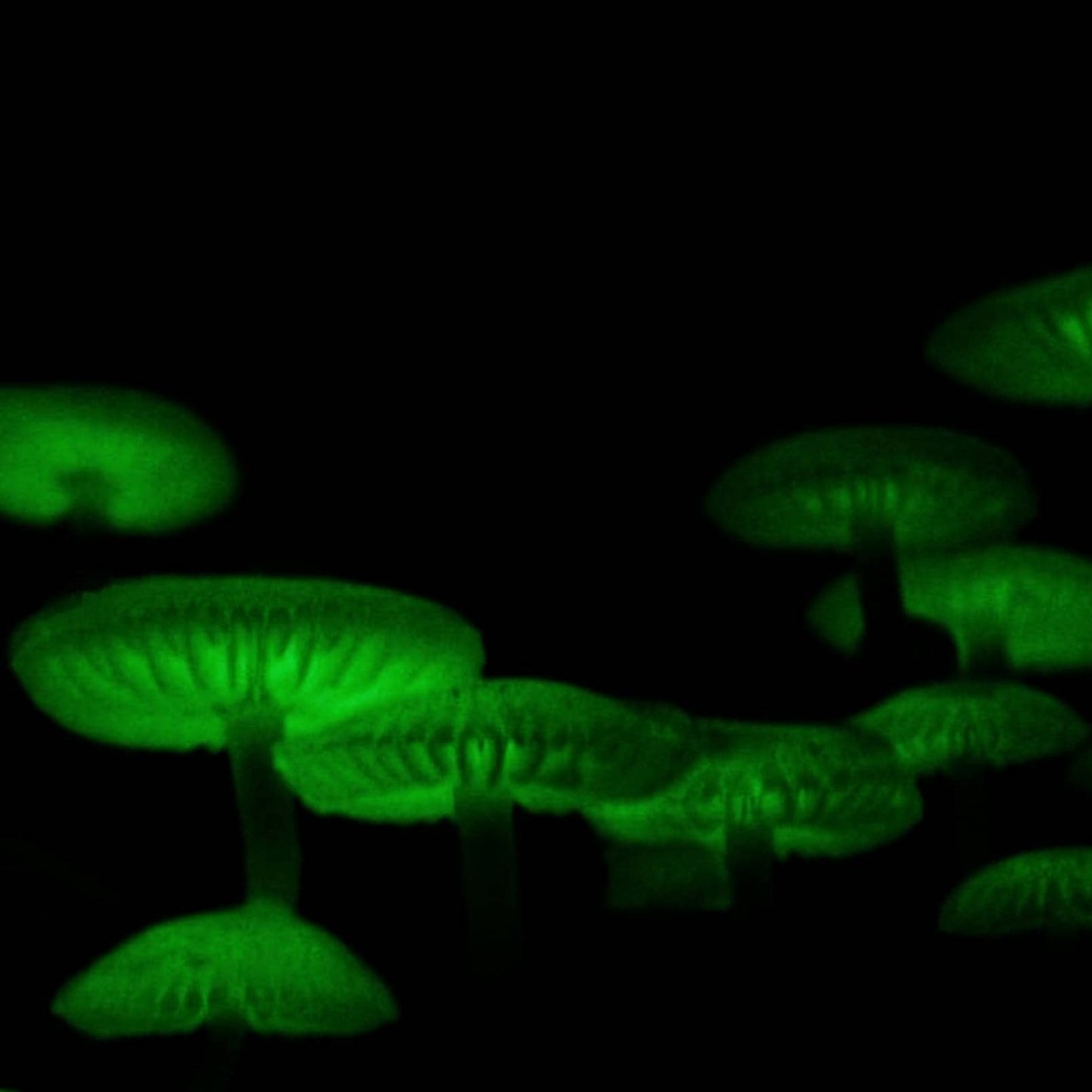 Mycena noctilucens Bioluminescent Mushroom