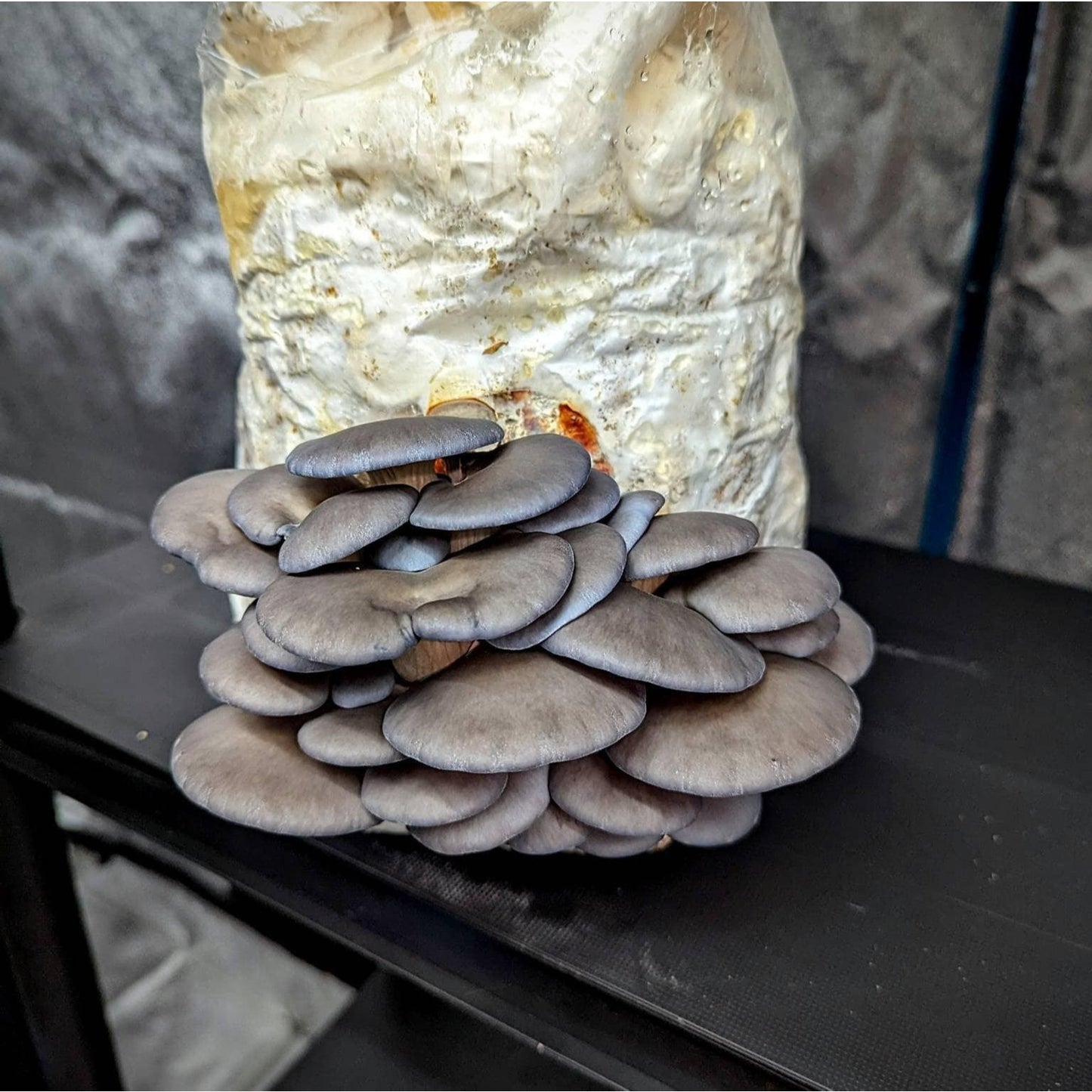 Grey Oyster Mushroom Pleurotus ostreatus