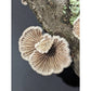 Split gill Mushroom Schizophyllum commune