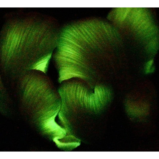 Armillaria nabsnona Western Honey Mushroom Bioluminescent species