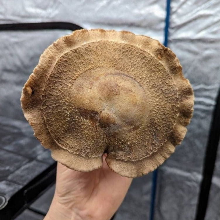 Shiitake S75 Lentinula edodes