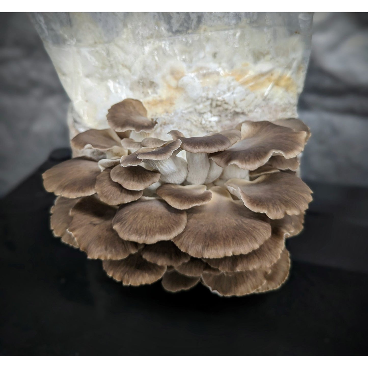 Chocolate Oyster Mushroom Pleurotus ostreatus