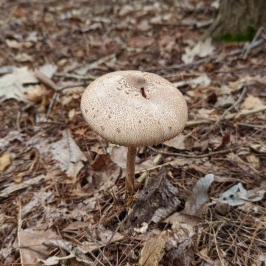 Parasol Mushroom Macrolepiota procera