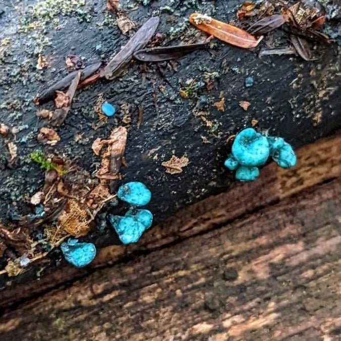 Green Elfcup Mushroom Chlorociboria aeruginascens