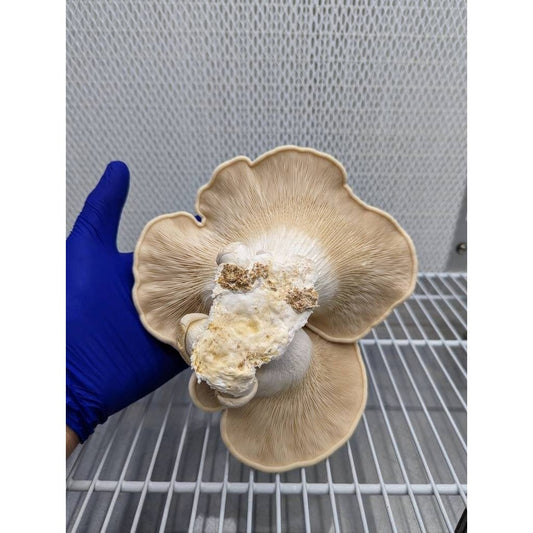Abalone Mushroom White Abalone Pleurotus nebrodensis