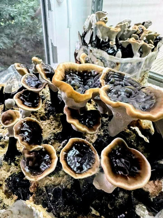 Black Reishi Mushroom Ganoderma sinense