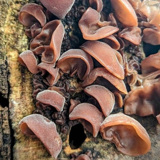 Wood Ear Native North American Auricularia angiospermarum