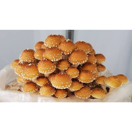 Chestnut mushroom Pholiota adiposa