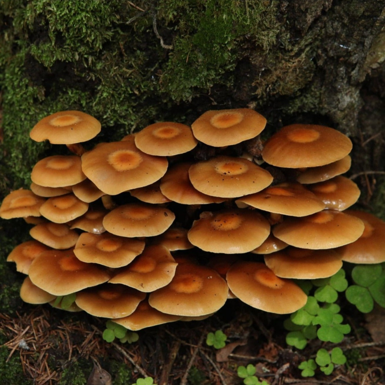 Woodtuft Mushroom Kuehneromyces mutabilis