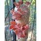 Tropical Pink Oyster Pleurotus djamor