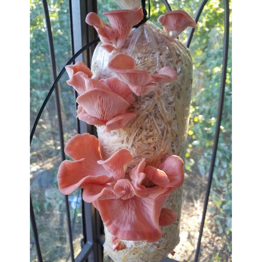 Tropical Pink Oyster Pleurotus djamor