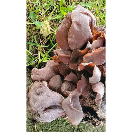 American Wood Ear Mushroom Auricularia americana